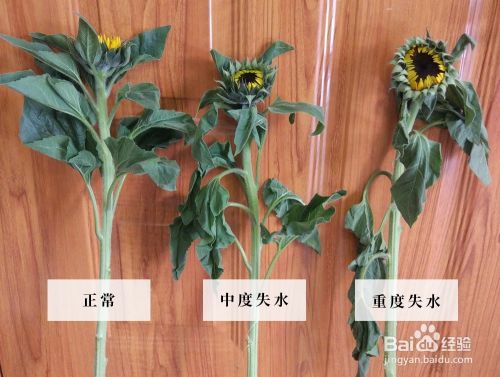 失水向日葵切花的急救方法 百度经验