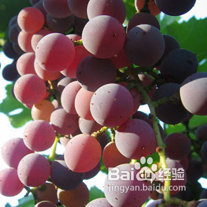 中医提醒9种果蔬皮巧治病