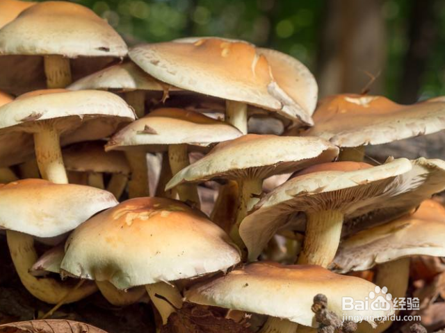 哪些菌类适合冬天种植？