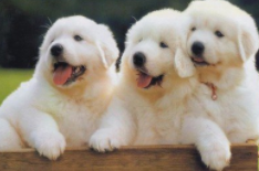 狗狗耳螨小妙招