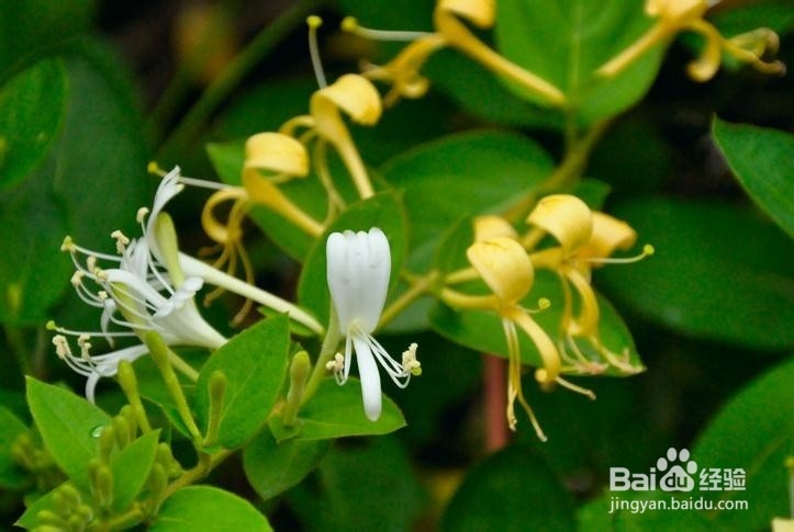 你不知道的蜂蜜食疗方法八则