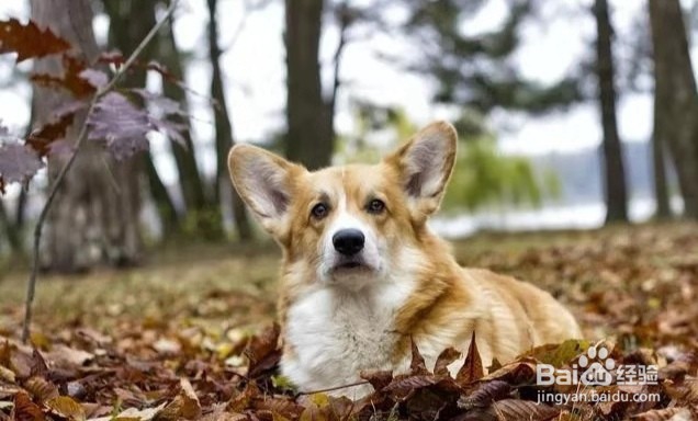 养柯基犬注意事项