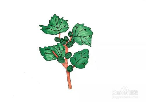 苍耳怎么画才好看