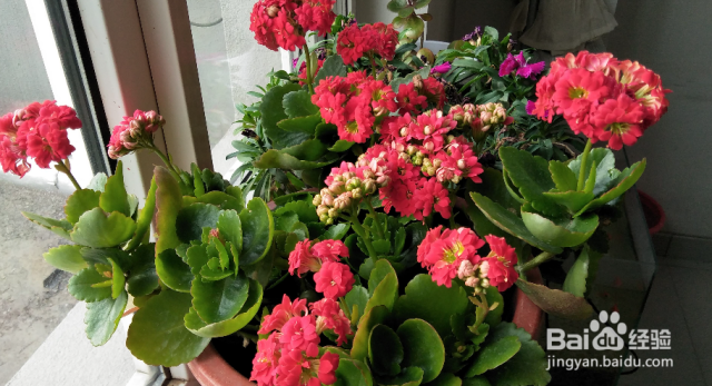 如何养好长寿花（如何才能养好长寿花）[图]