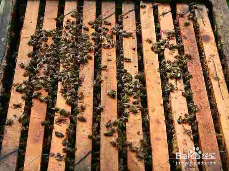 新手如何养蜜蜂 养蜜蜂技巧