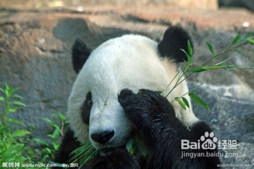 雅安地震之雅安回忆