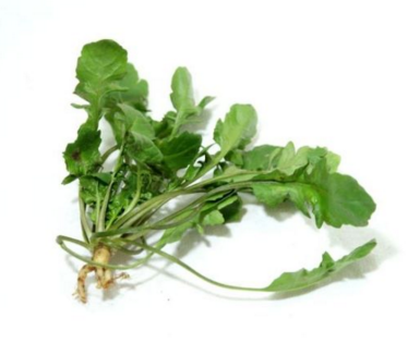 荠菜需要绰水吗?为什么要绰水