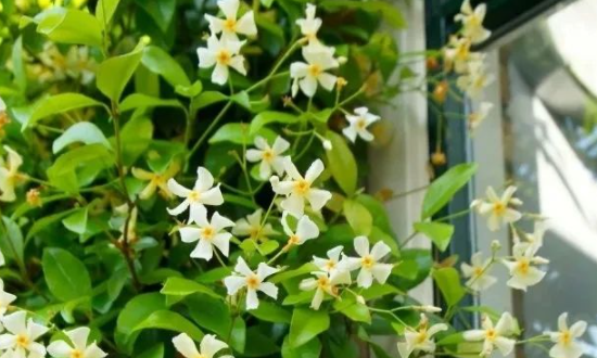 耐寒的花卉是什么