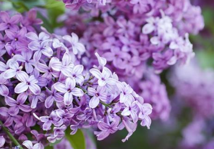 丁香花的花语与象征是什么