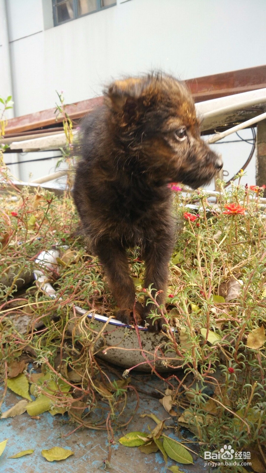 怎么培养和狗狗之间的感情？