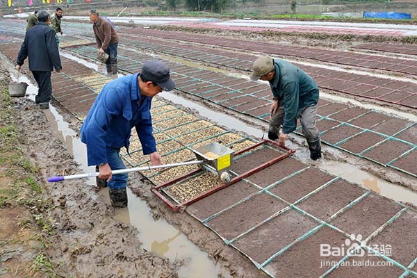 水稻抛秧盘建议育苗量在每亩地用种10斤左右,每亩大田需备足434孔育秧