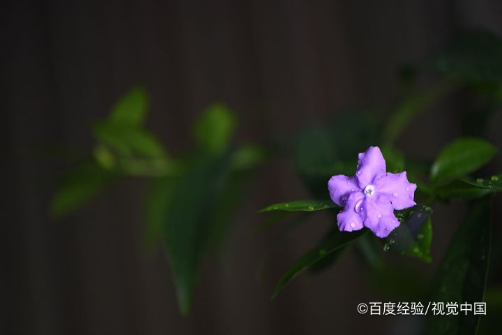 双色茉莉怎么扦插