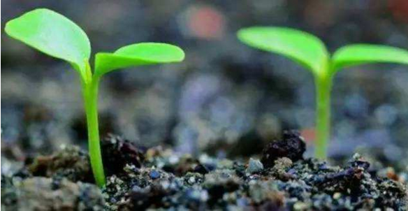 植物的生长一般要经过哪些过程