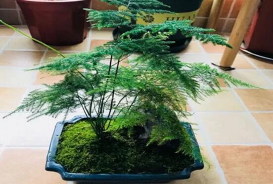 文竹移栽注意事项是什么