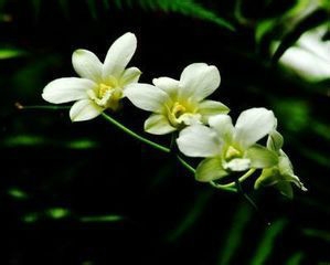 家养植物应该如何过冬