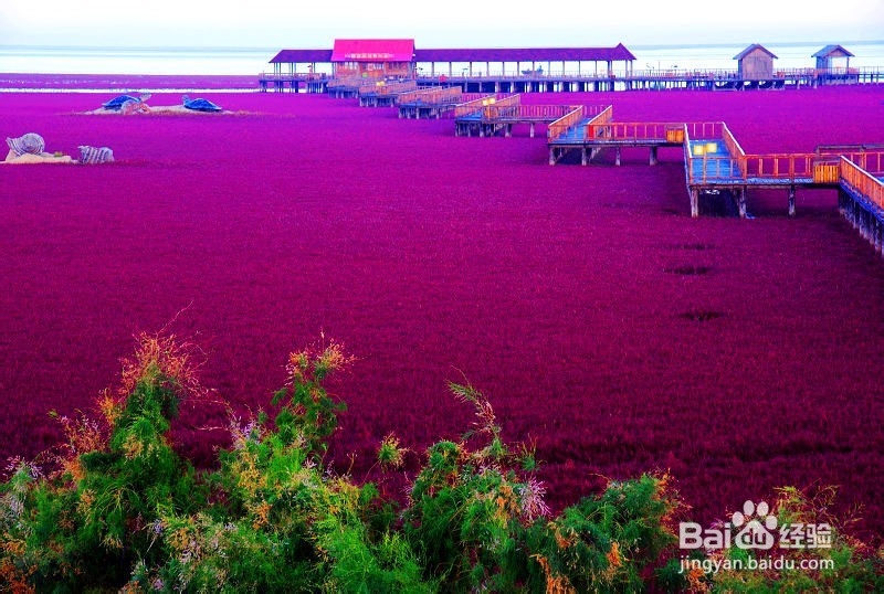 红海滩自助游攻略
