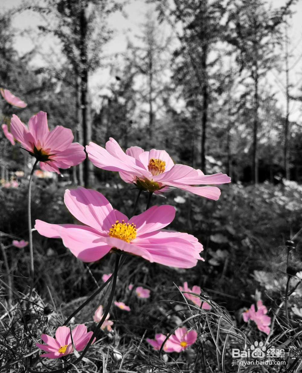 格桑花拍摄技巧