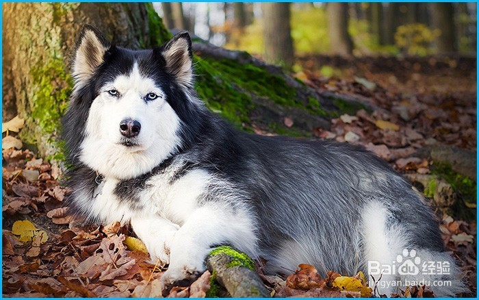 新手怎么养哈士奇