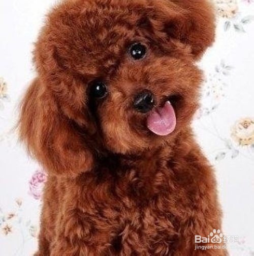 泰迪贵宾狗毛褪色变淡是什么原因，该怎么办？