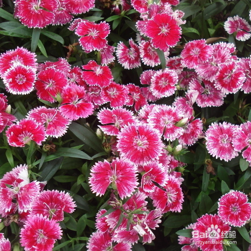 石竹的种植方法和注意事项