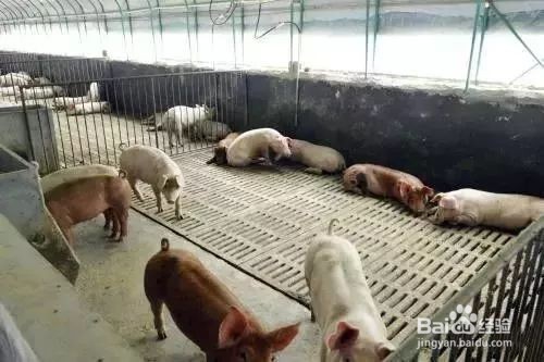 猪只消毒存在的误区有哪些?