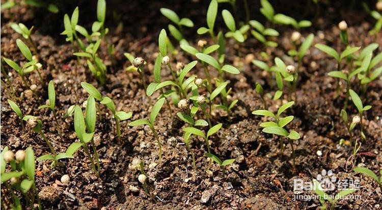 种香菜,种子怎么处理