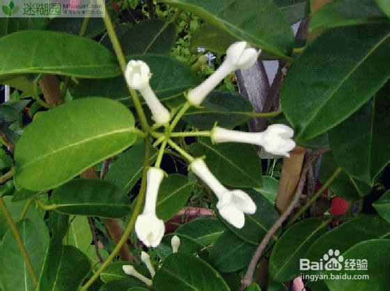 非洲茉莉的养殖方法注意事项及作用全分享