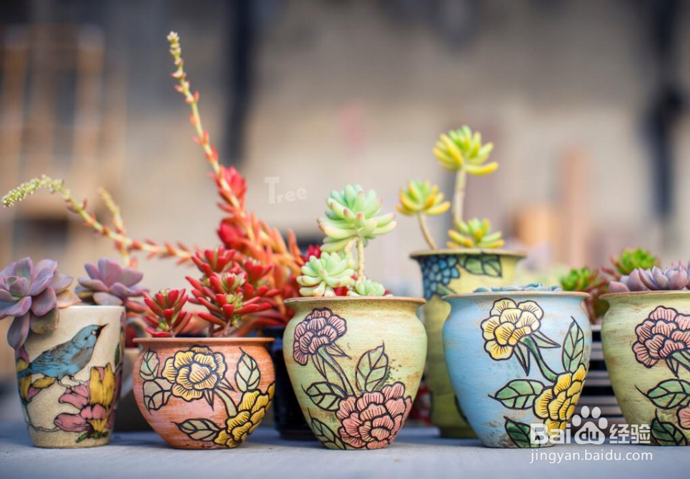 养花换花盆都要注意哪些问题？