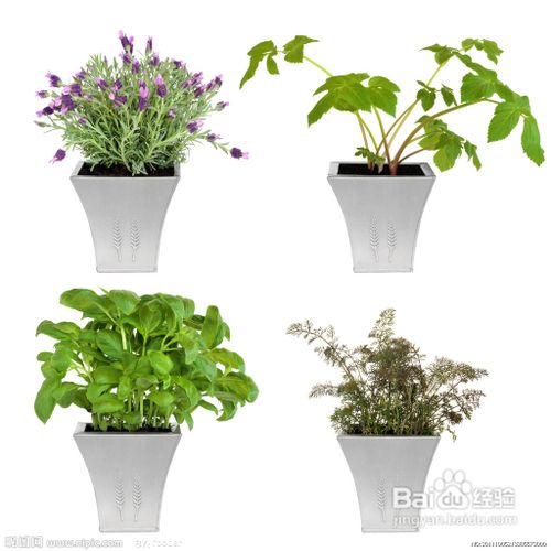 分享一些盆景浇水的方法