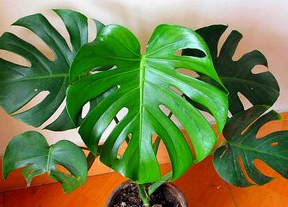 可以净化空气的五种植物盆栽