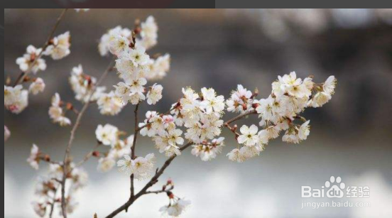 吃了樱桃里面的虫子怎么办