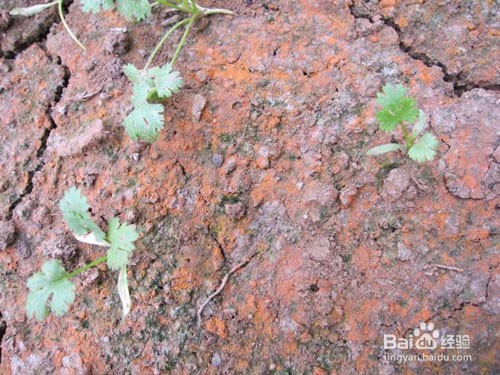 土壤酸化应该怎么办