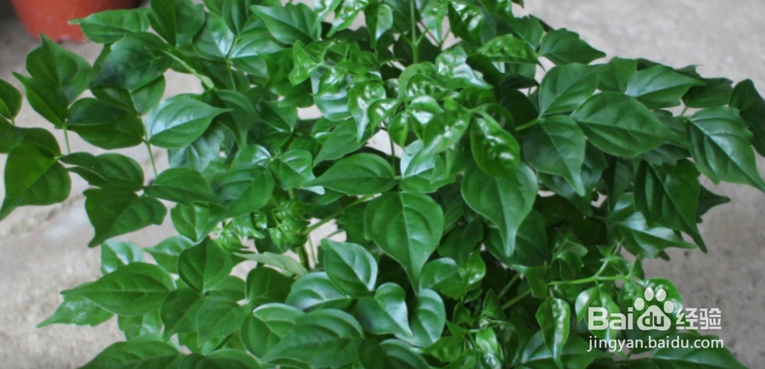 幸福树的养殖方法几天浇水