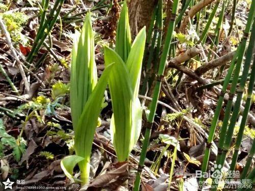 山苞米野菜怎麼吃