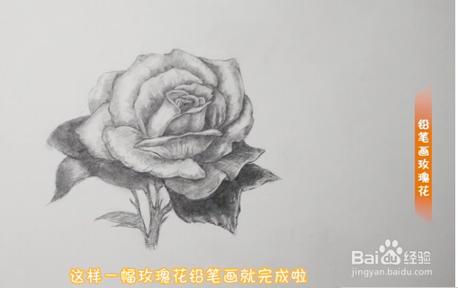 铅笔画玫瑰花步骤教程