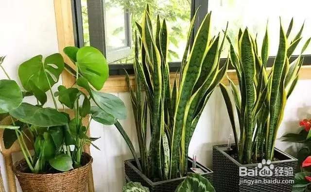 虎皮兰耐养颜值高，家居必备，一定要注意细节