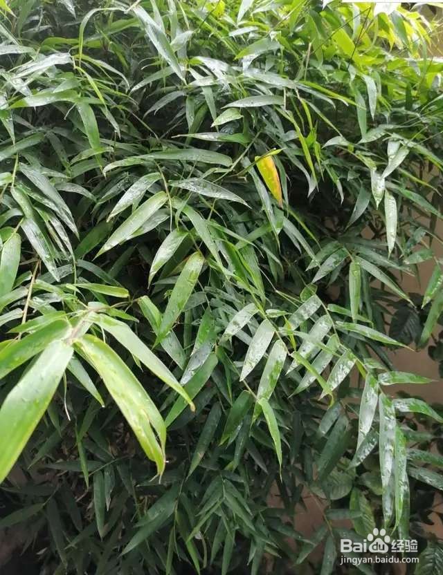 16个令人惊叹的植物冷知识