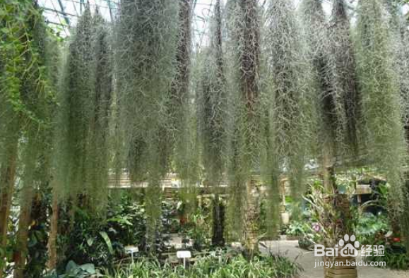 老人须的养殖方法和注意事项