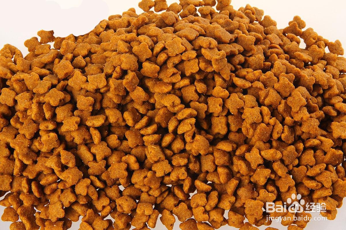 怎么制止猫咪玩水？