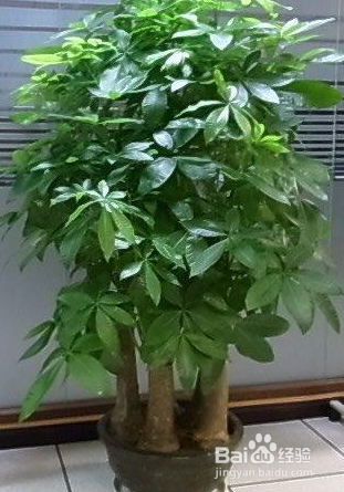 发财树树干萎缩怎么办