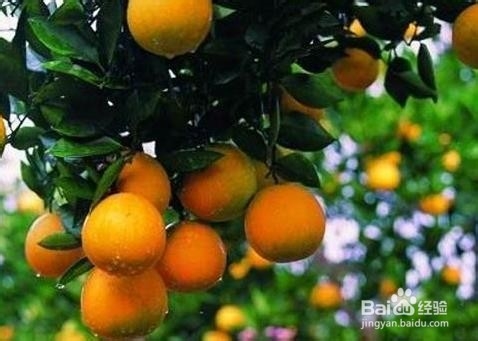 衢州有什么特产？