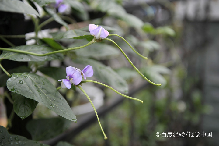 做豆角水饺忘了焯水