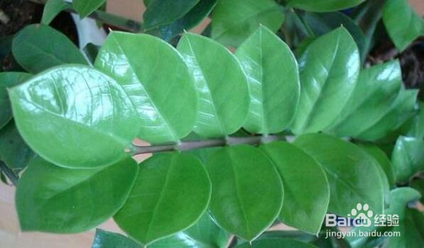 金钱树叶子发黑是怎么办