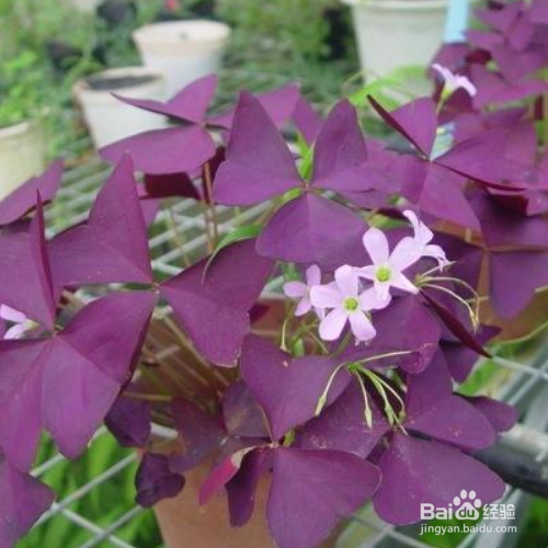 紫叶醡浆草的养殖方法和注意事项