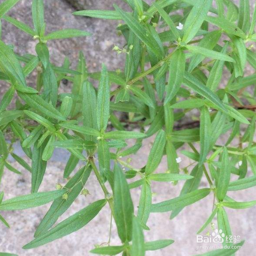 白花蛇舌草的养殖方法和注意事项