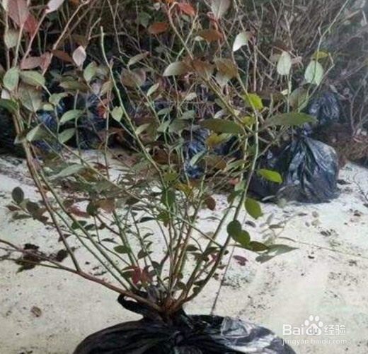 常见花的香气作用