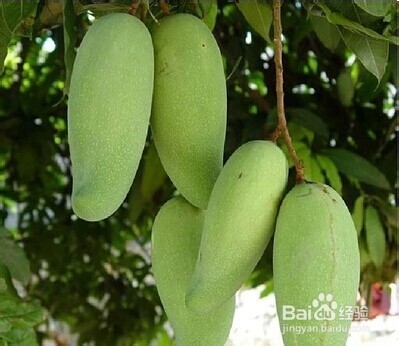 芒果季怎么选芒果--来自芒果之乡的香甜