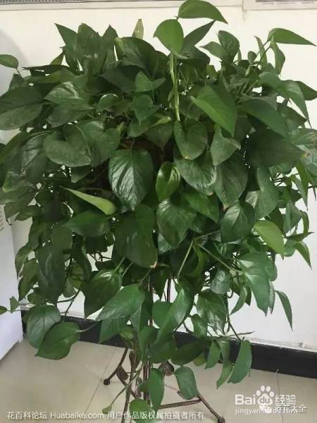 这些花夏天长最快, 错过这段时间, 后悔都来不及!