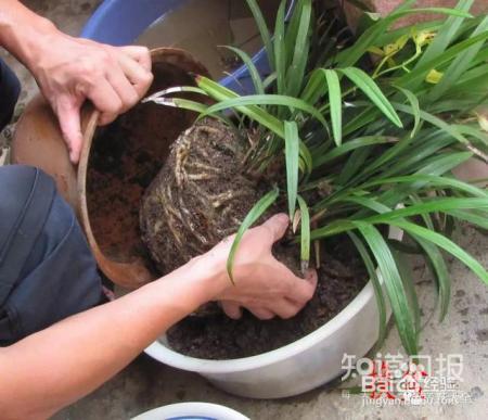 新买来的花怎么养?现在知道还不晚!