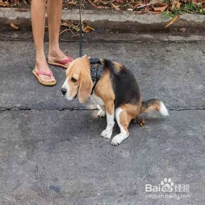 狗狗随地大小便怎么办